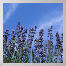 Fleurs pourpres contre le ciel affiche
