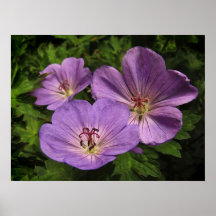 Fleurs pourpres de géranium affiches