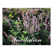 Fleurs pourpres de Lavander Bristols