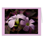 Fleurs pourpres d'Oxalis Carte De Vœux