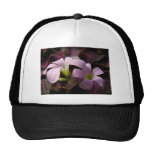 Fleurs pourpres d'Oxalis Casquette