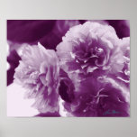 Fleurs pourpres sur une épreuve photographique de  affiches