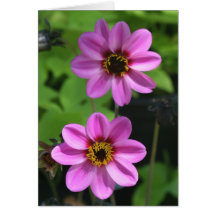 Fleurs roses carte
