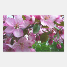 Fleurs roses d'Apple Autocollant Rectangulaire