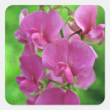 Fleurs roses de pois doux autocollants carrés