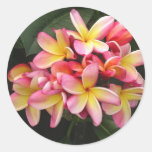 Fleurs roses et jaunes de Plumeria Adhésif
