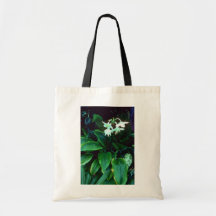 Fleurs roses grandiflora d'Eucharis (Amazone) Sacs