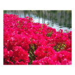 Fleurs roses photo
