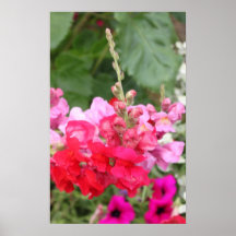 Fleurs roses posters