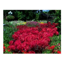 Fleurs rouges dans le jardin anglais carte postale