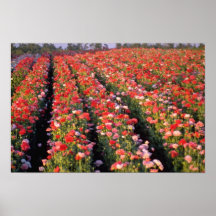 Fleurs rouges de champ de pavot affiche