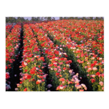 Fleurs rouges de champ de pavot cartes postales