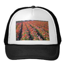 Fleurs rouges de champ de pavot casquettes
