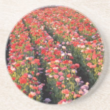 Fleurs rouges de champ de pavot dessous de verre