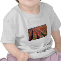 Fleurs rouges de champ de pavot t-shirt