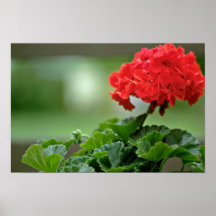 Fleurs rouges de fleur de géranium affiches