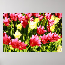 Fleurs rouges et jaunes affiches