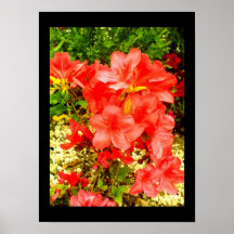 Fleurs rouges posters