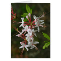 Fleurs sauvages de PA - carte pour notes sauvage d