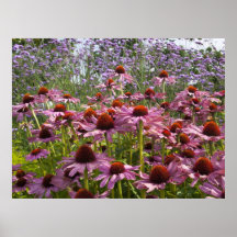 Fleurs sauvages d'été dans un jardin anglais de pa poster