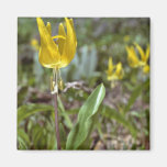 Fleurs sauvages jaunes de lis aimants