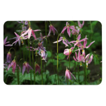 Fleurs sauvages - lis de faon magnets