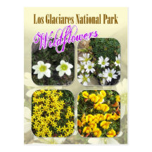 Fleurs sauvages, parc national de visibilité direc carte postale