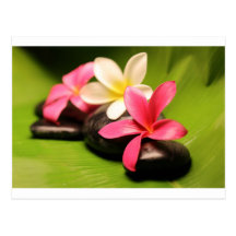 fleurs tropicales de plumeria sur des pierres cartes postales