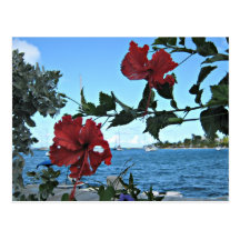 Fleurs tropicales d'île cartes postales