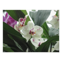 Fleurs tropicales pourpres et blanches photo sur toile