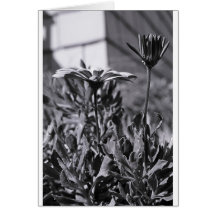 Fleurs urbaines carte de vœux