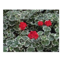 Fleurs zonales de géranium (pélargonium Hortorum) Cartes Postales