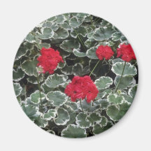 Fleurs zonales de géranium (pélargonium Hortorum) Magnets