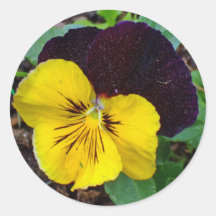 Flora des pensées jaunes et pourpres autocollants ronds
