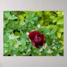 floraison de printemps posters