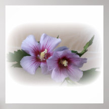 Floraisons de hibiscus affiches