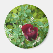 Floral Aimant
