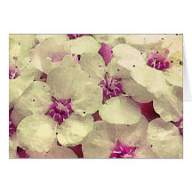 Floral blanc et rose carte