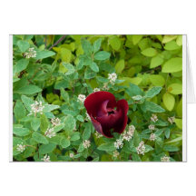 Floral Cartes