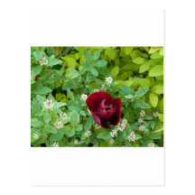 Floral Cartes Postales