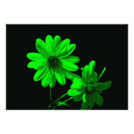 floral photographies