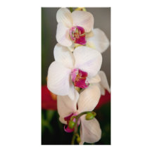 flower photocarte