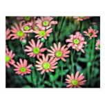 Flower revitalize cartes postales