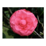 flower rose, mauritius, mylifeisart cartes postales
