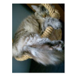 fluffiness dans une carte postale de panier