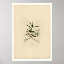 FLYCATCHER ou viréo solitaire Affiche