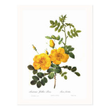 Foetida de Rosa Carte Postale