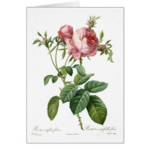 Foliacea de centifolia de Rosa Carte