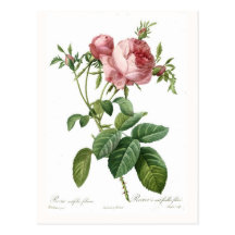 Foliacea de centifolia de Rosa Cartes Postales