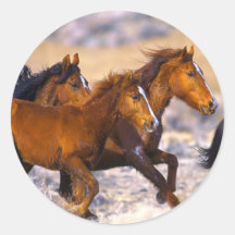 Fonctionnement de chevaux adhésifs ronds